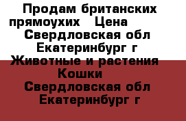 Продам британских прямоухих › Цена ­ 2 500 - Свердловская обл., Екатеринбург г. Животные и растения » Кошки   . Свердловская обл.,Екатеринбург г.